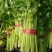 【芹菜】大量上市价格优惠品质保证货源充足量大优