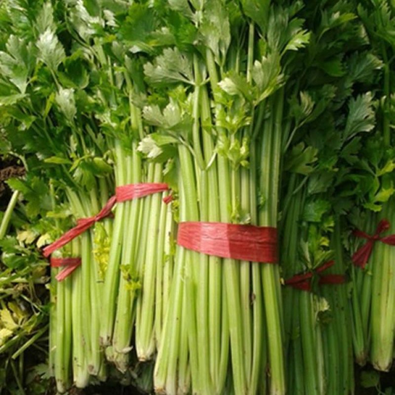 【芹菜】大量上市价格优惠品质保证货源充足量大优