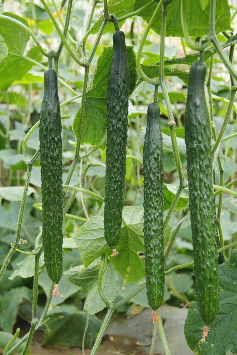 【黄瓜】基地发货品质保证价格优惠一手货源量大优