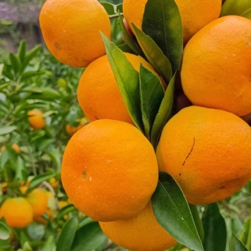 蜜橘