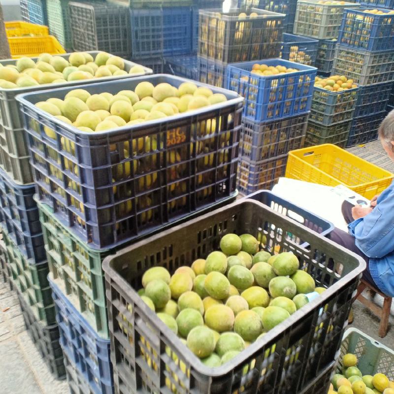 绿色食品罗汉果鲜果