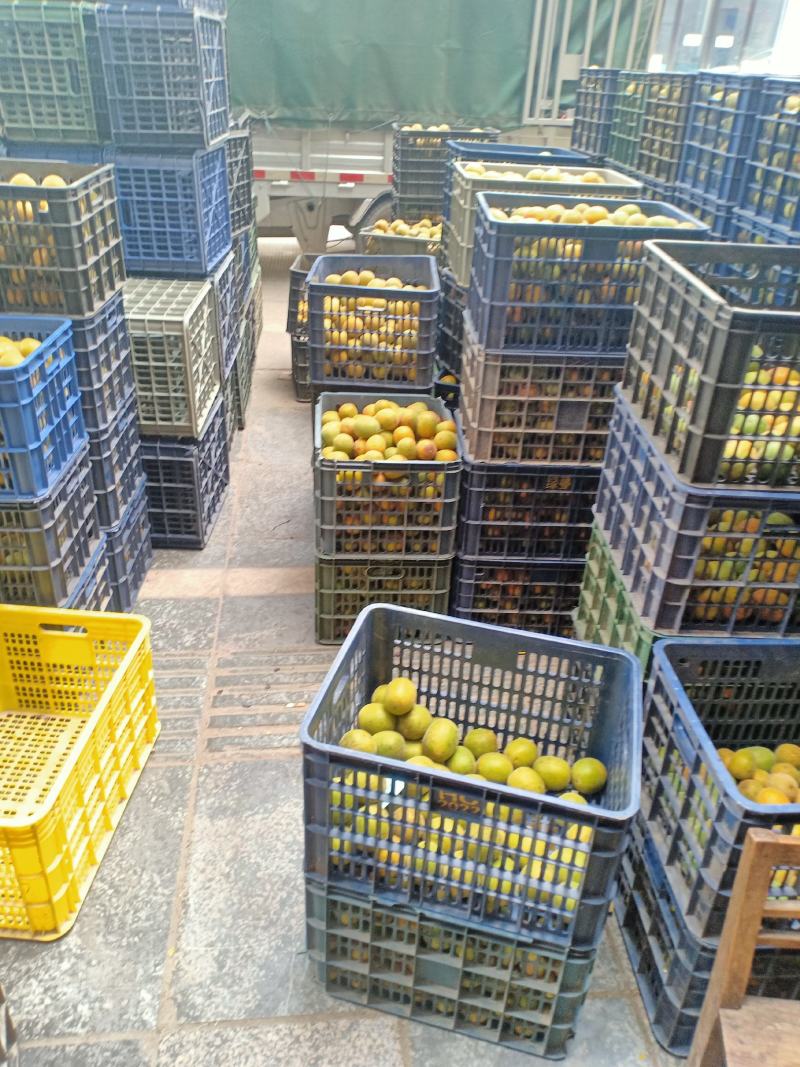 绿色食品罗汉果鲜果