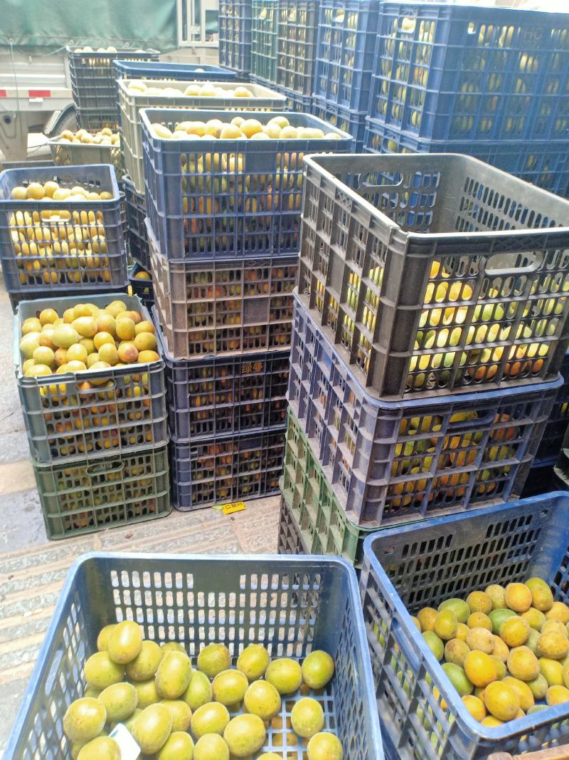 绿色食品罗汉果鲜果