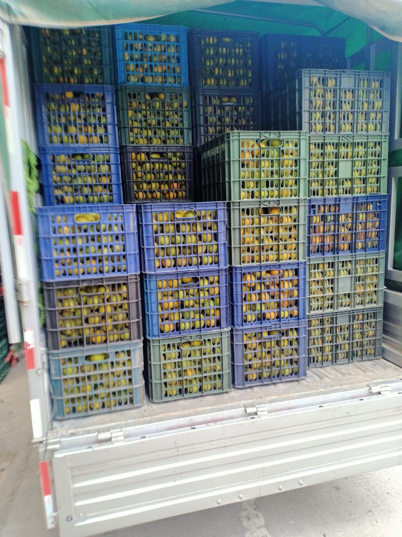 绿色食品罗汉果鲜果