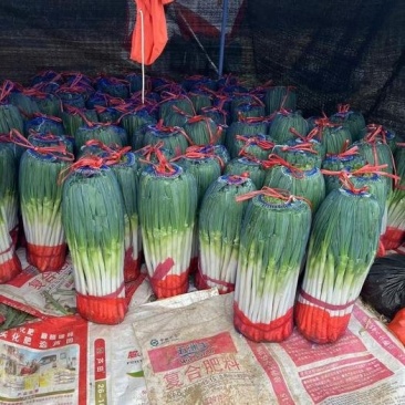【钢葱】大量上市了价格优惠品质保证货源充足。