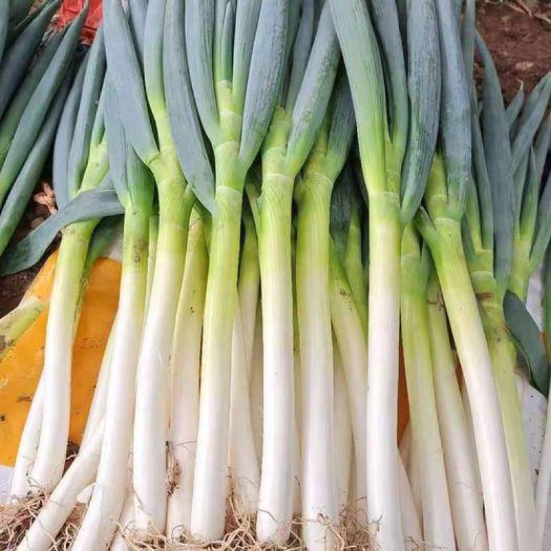 【钢葱】大量上市了价格优惠品质保证货源充足。