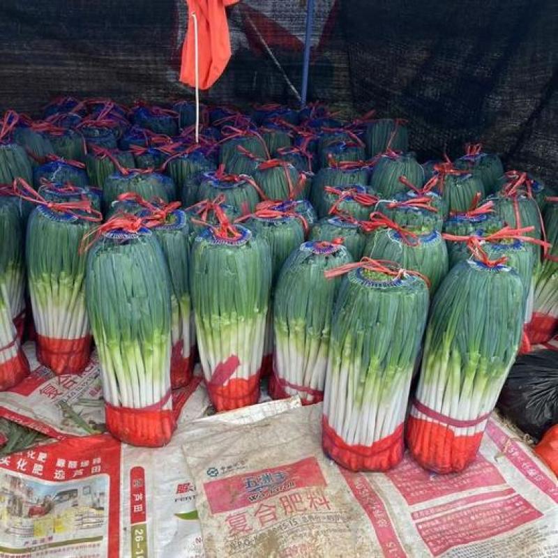 【钢葱】大量上市了价格优惠品质保证货源充足。