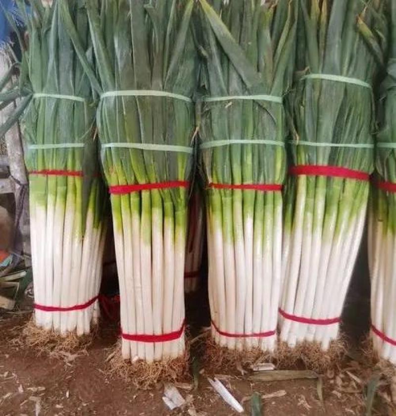 【钢葱】大量上市了价格优惠品质保证货源充足。
