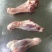 羊棒骨羊腿商用羊腱子肉羊腿