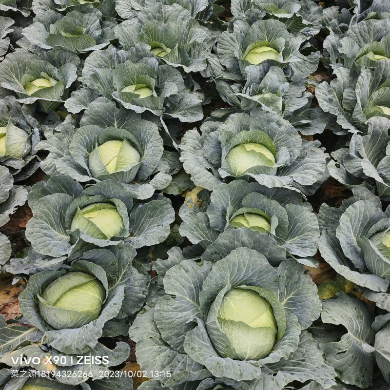 黄土高原精品奥奇娜扁包菜3—5斤种植基地