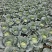 黄土高原精品奥奇娜扁包菜3—5斤种植基地