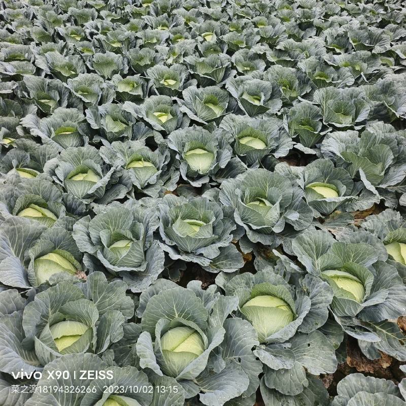 黄土高原精品奥奇娜扁包菜3—5斤种植基地