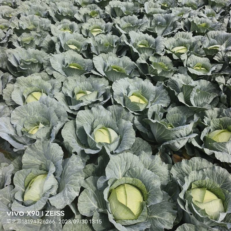 黄土高原精品奥奇娜扁包菜3—5斤种植基地
