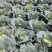 黄土高原精品奥奇娜扁包菜3—5斤种植基地