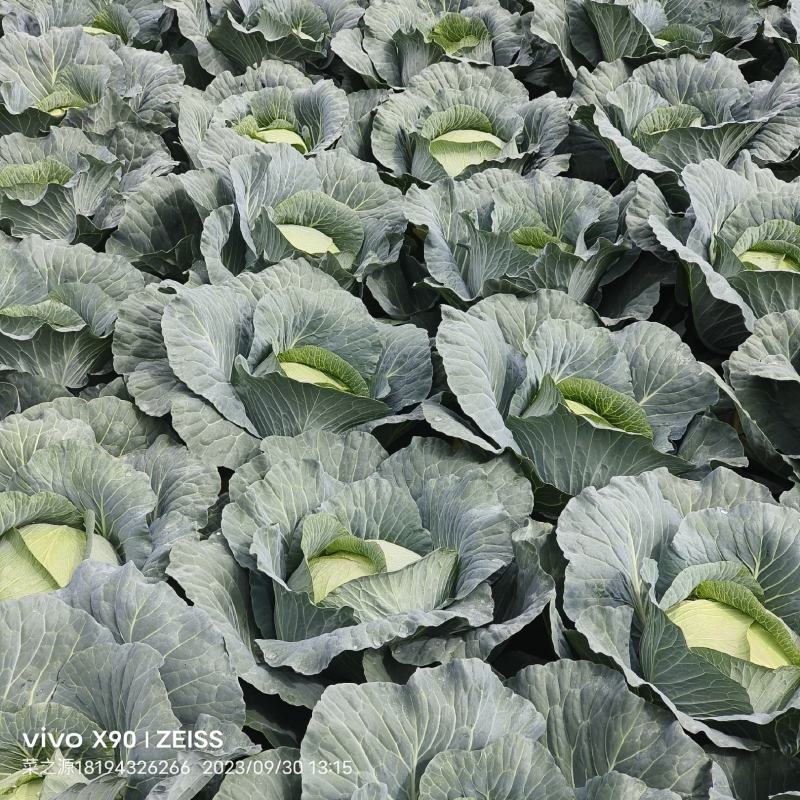 黄土高原精品奥奇娜扁包菜3—5斤种植基地