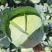 黄土高原精品奥奇娜扁包菜3—5斤种植基地