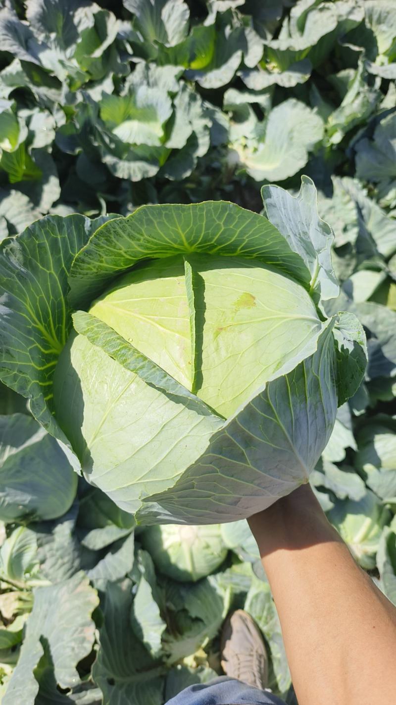 黄土高原精品奥奇娜扁包菜3—5斤种植基地