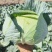 黄土高原精品奥奇娜扁包菜3—5斤种植基地