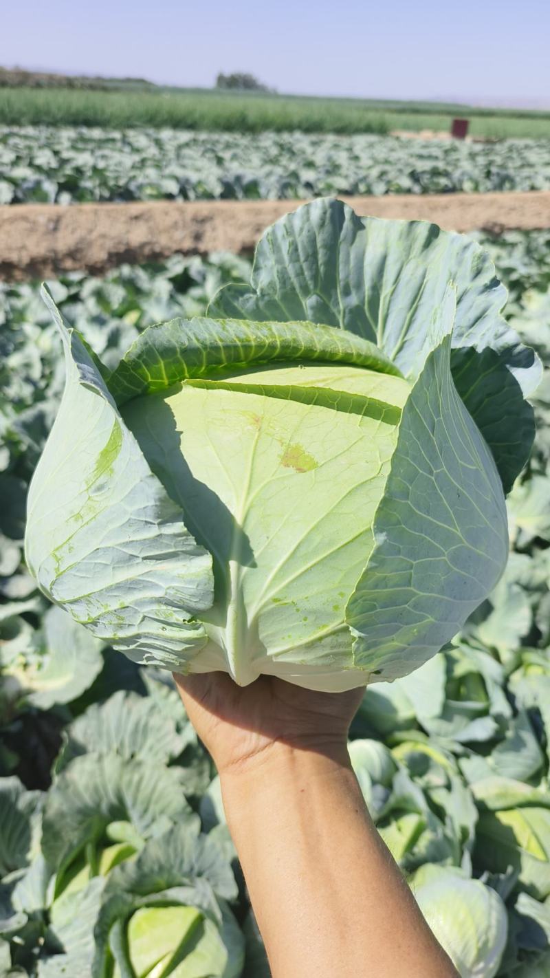 黄土高原精品奥奇娜扁包菜3—5斤种植基地