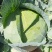 黄土高原精品奥奇娜扁包菜3—5斤种植基地