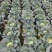 黄土高原精品奥奇娜扁包菜3—5斤种植基地