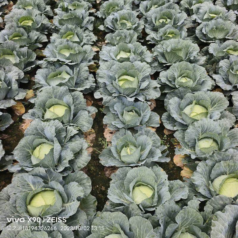黄土高原精品奥奇娜扁包菜3—5斤种植基地