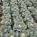 黄土高原精品奥奇娜扁包菜3—5斤种植基地