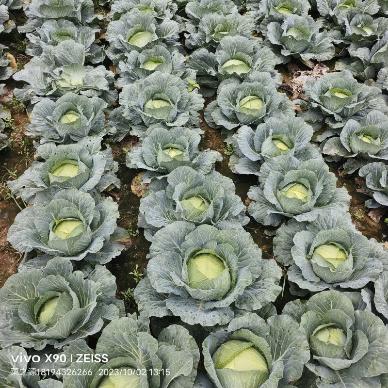 黄土高原精品奥奇娜扁包菜3—5斤种植基地