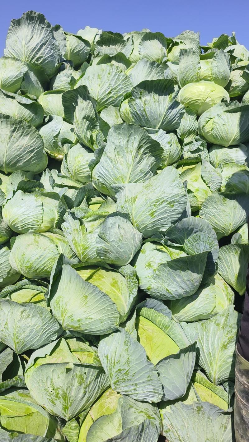 黄土高原精品奥奇娜扁包菜3—5斤种植基地
