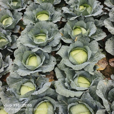 黄土高原精品奥奇娜扁包菜3—5斤种植基地