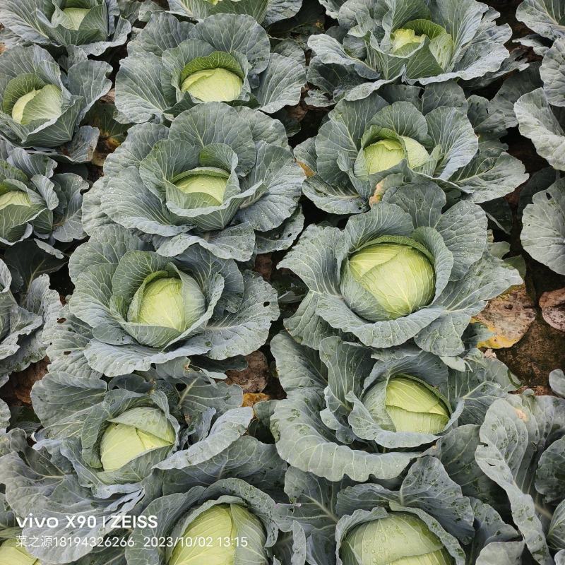 黄土高原精品奥奇娜扁包菜3—5斤种植基地