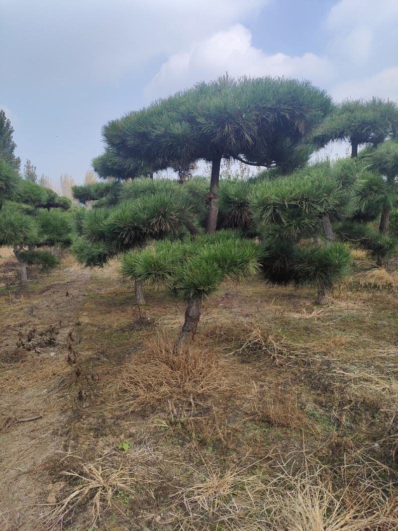 造型松基地，黑松，油松，8-50公分，造型松基地