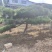 造型松基地，黑松，油松，8-50公分，造型松基地