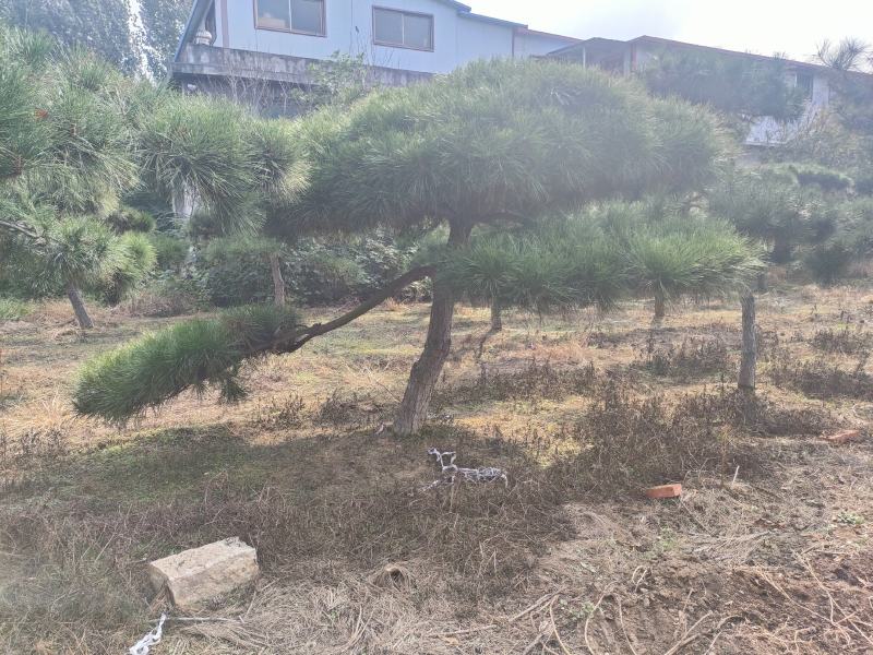 造型松基地，黑松，油松，8-50公分，造型松基地