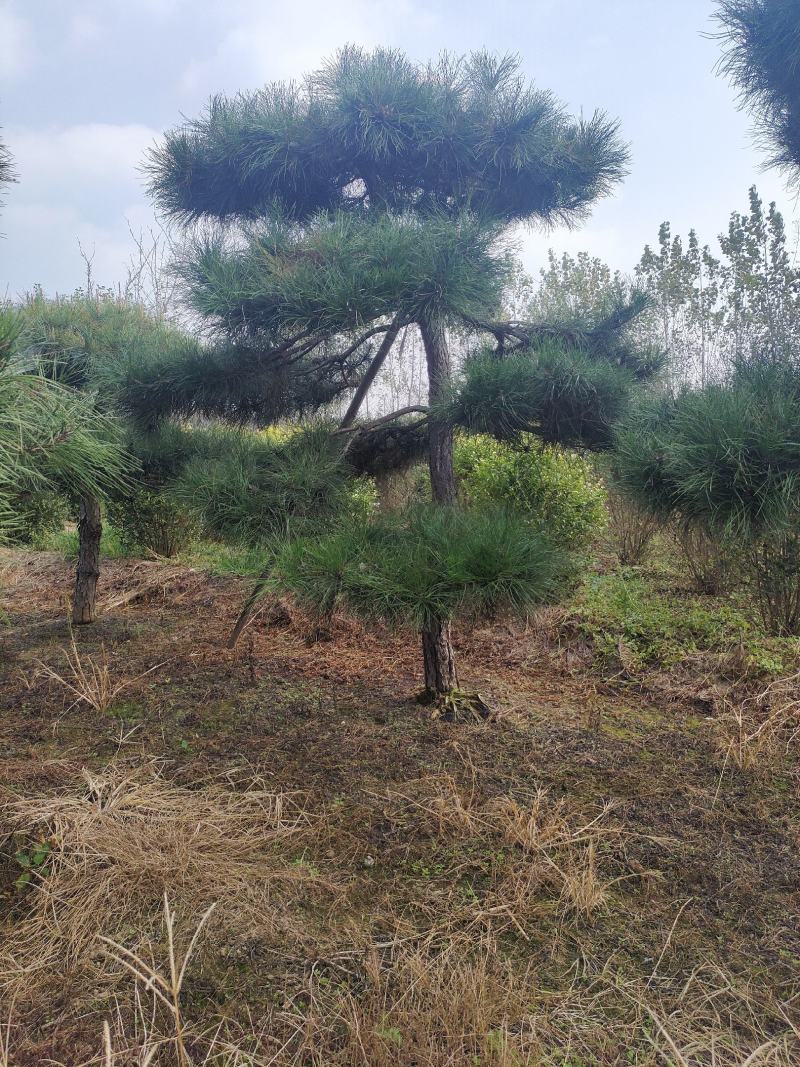 造型松基地，黑松，油松，8-50公分，造型松基地