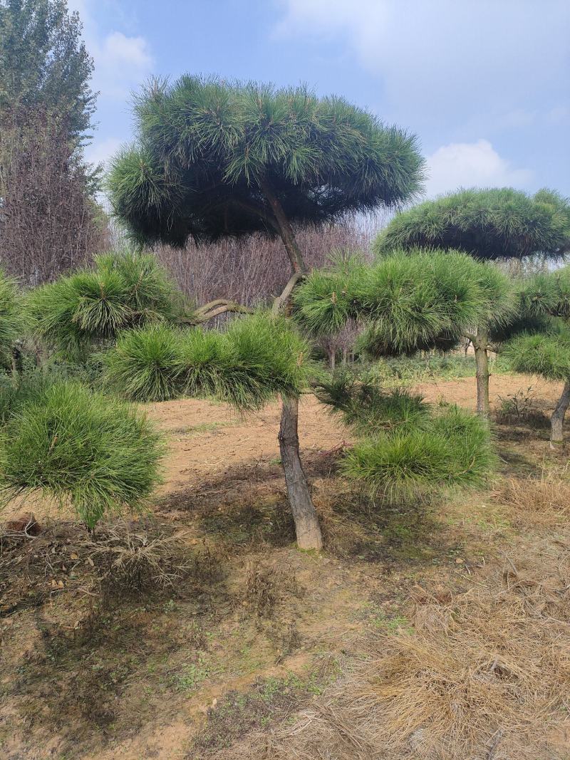 造型松基地，黑松，油松，8-50公分，造型松基地