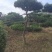 造型松基地，黑松，油松，8-50公分，造型松基地