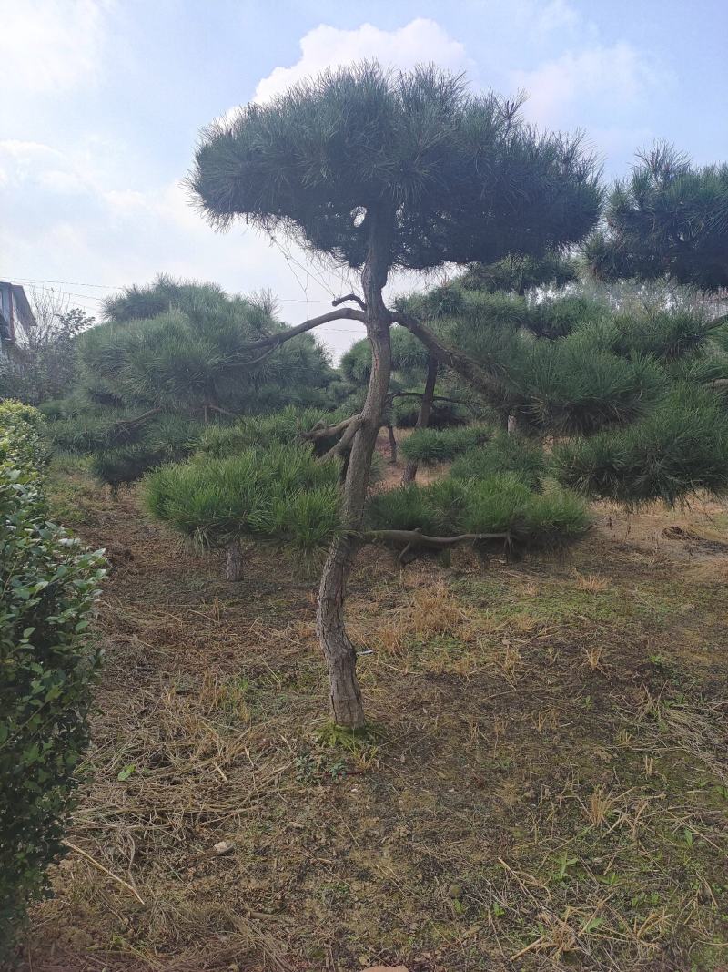 造型松基地，黑松，油松，8-50公分，造型松基地