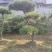 造型松基地，黑松，油松，8-50公分，造型松基地