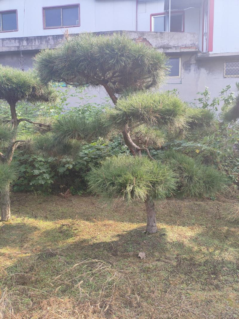 造型松基地，黑松，油松，8-50公分，造型松基地