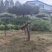 造型松基地，黑松，油松，8-50公分，造型松基地
