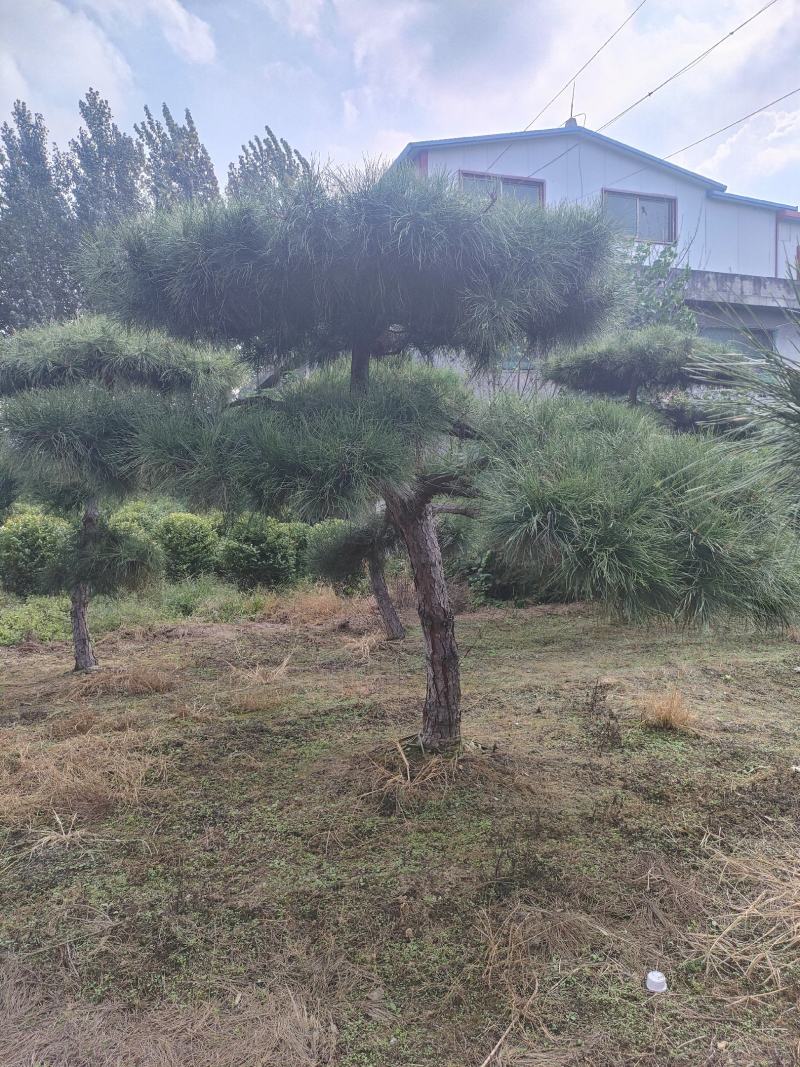 造型松基地，黑松，油松，8-50公分，造型松基地