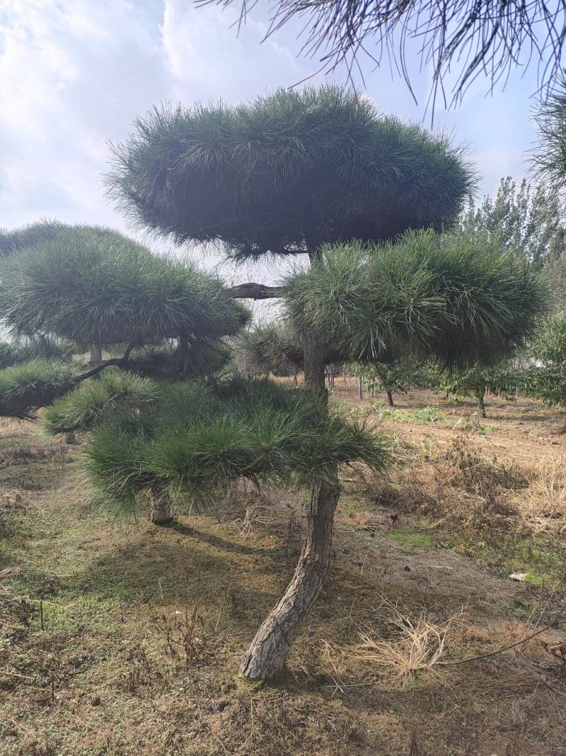 造型松基地，黑松，油松，8-50公分，造型松基地