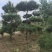 造型松基地，黑松，油松，8-50公分，造型松基地