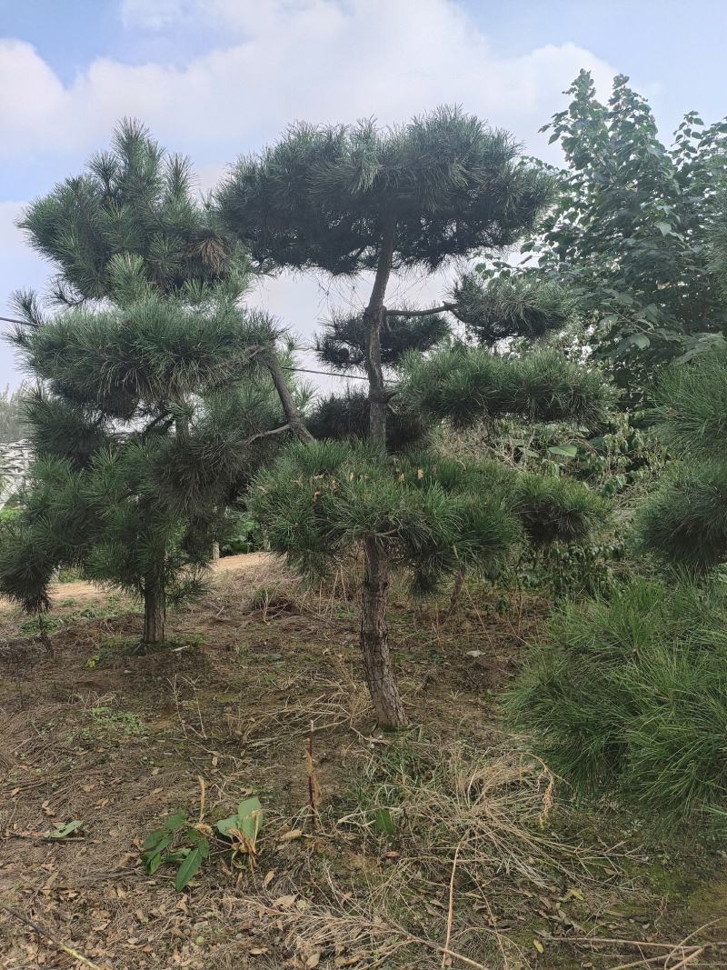 造型松基地，黑松，油松，8-50公分，造型松基地