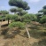 造型松基地，黑松，油松，8-50公分，造型松基地