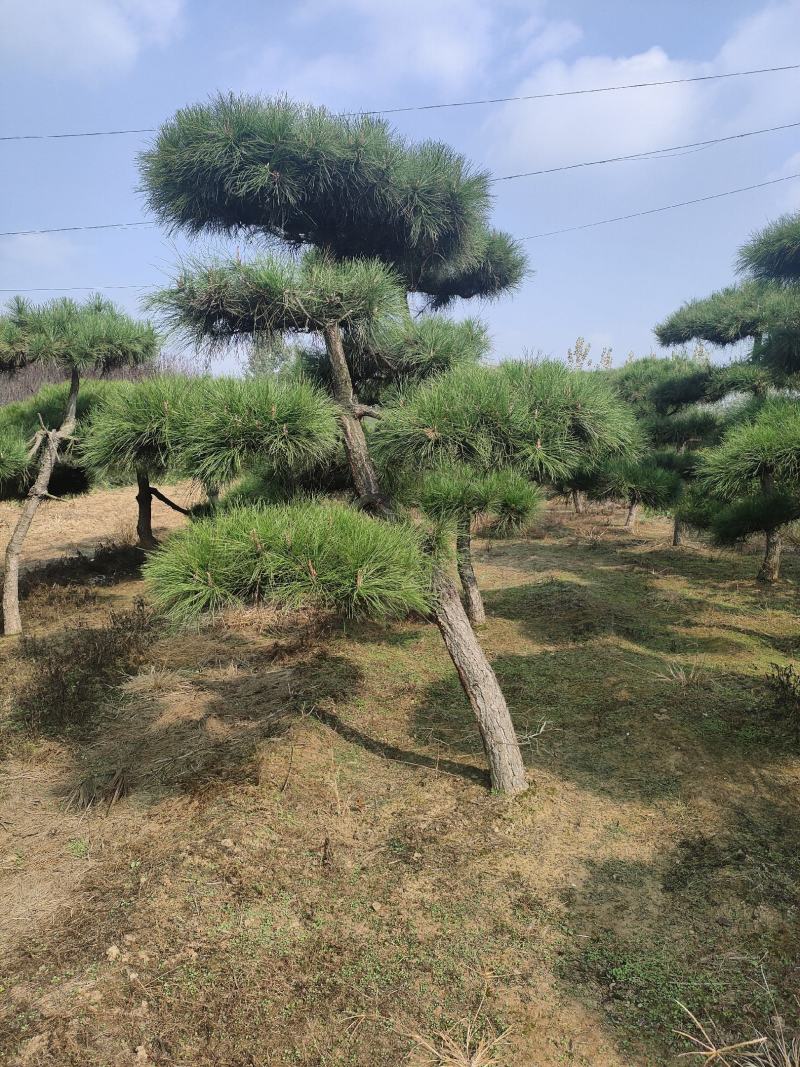 造型松基地，黑松，油松，8-50公分，造型松基地