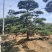 造型松基地，黑松，油松，8-50公分，造型松基地