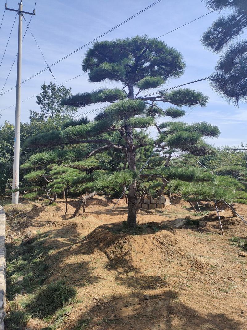 造型松基地，黑松，油松，8-50公分，造型松基地