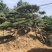 造型松基地，黑松，油松，8-50公分，造型松基地